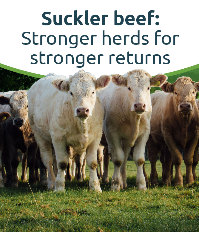 Suckler beef: Stronger herds for stronger returns promotional graphic featuring a herd of cows.